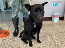 桃園市已領養狗 混種犬