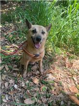 新竹縣已領養狗 混種犬