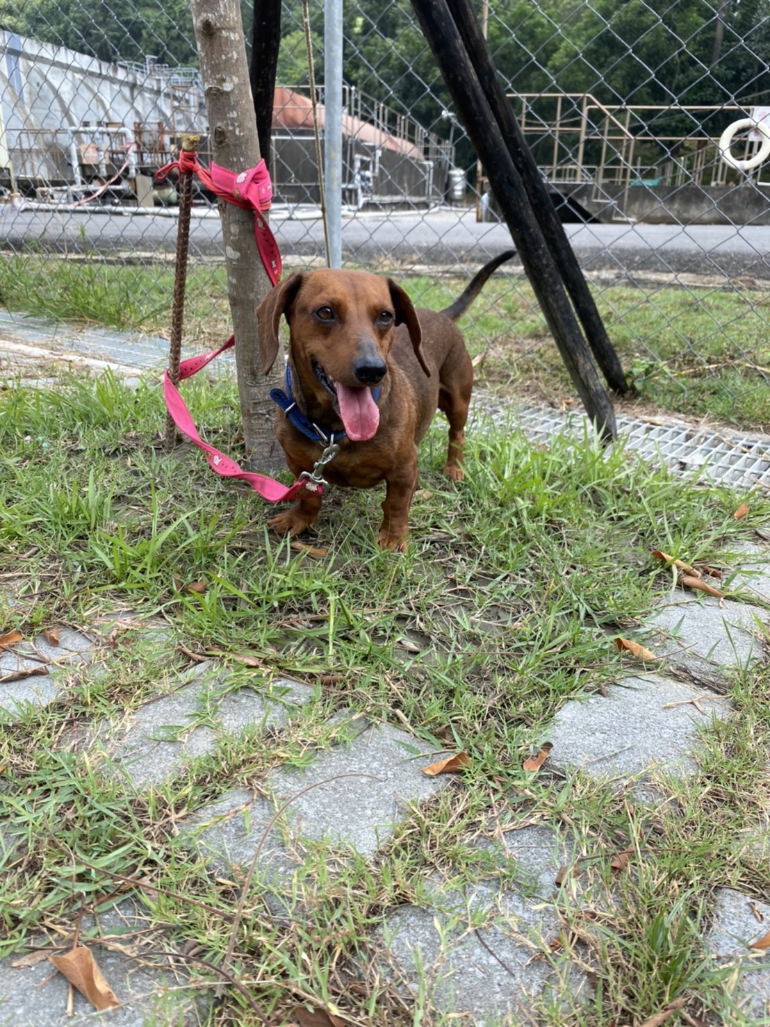 嘉義縣已領養狗 臘腸犬