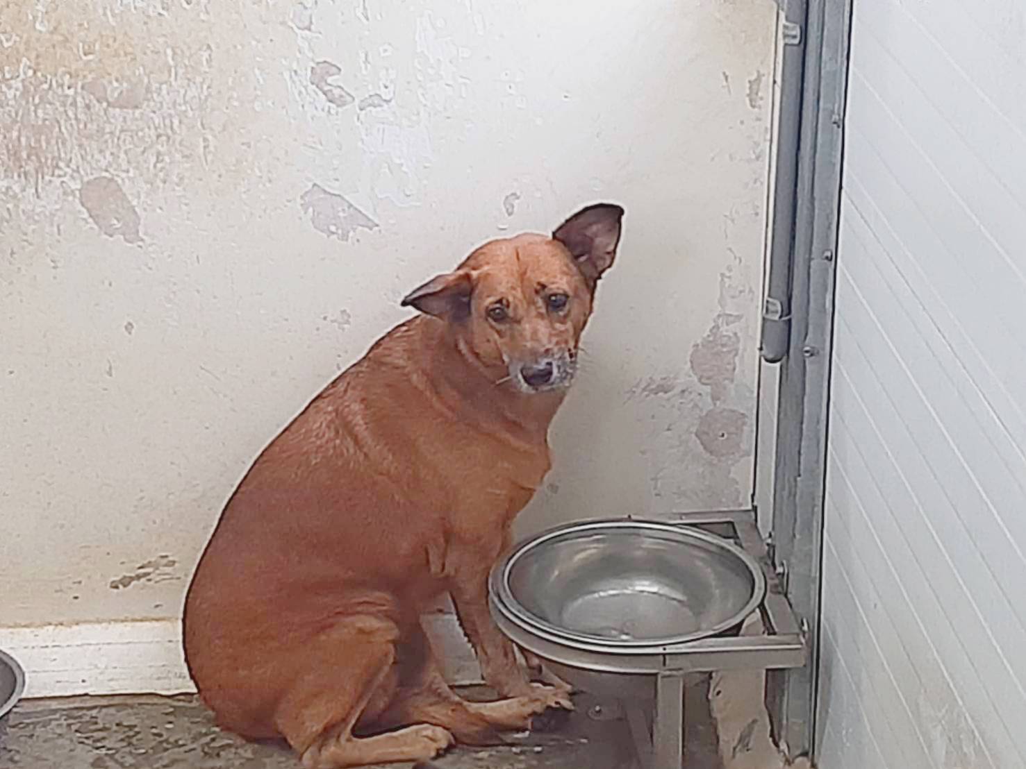 台北市已領養狗 混種犬