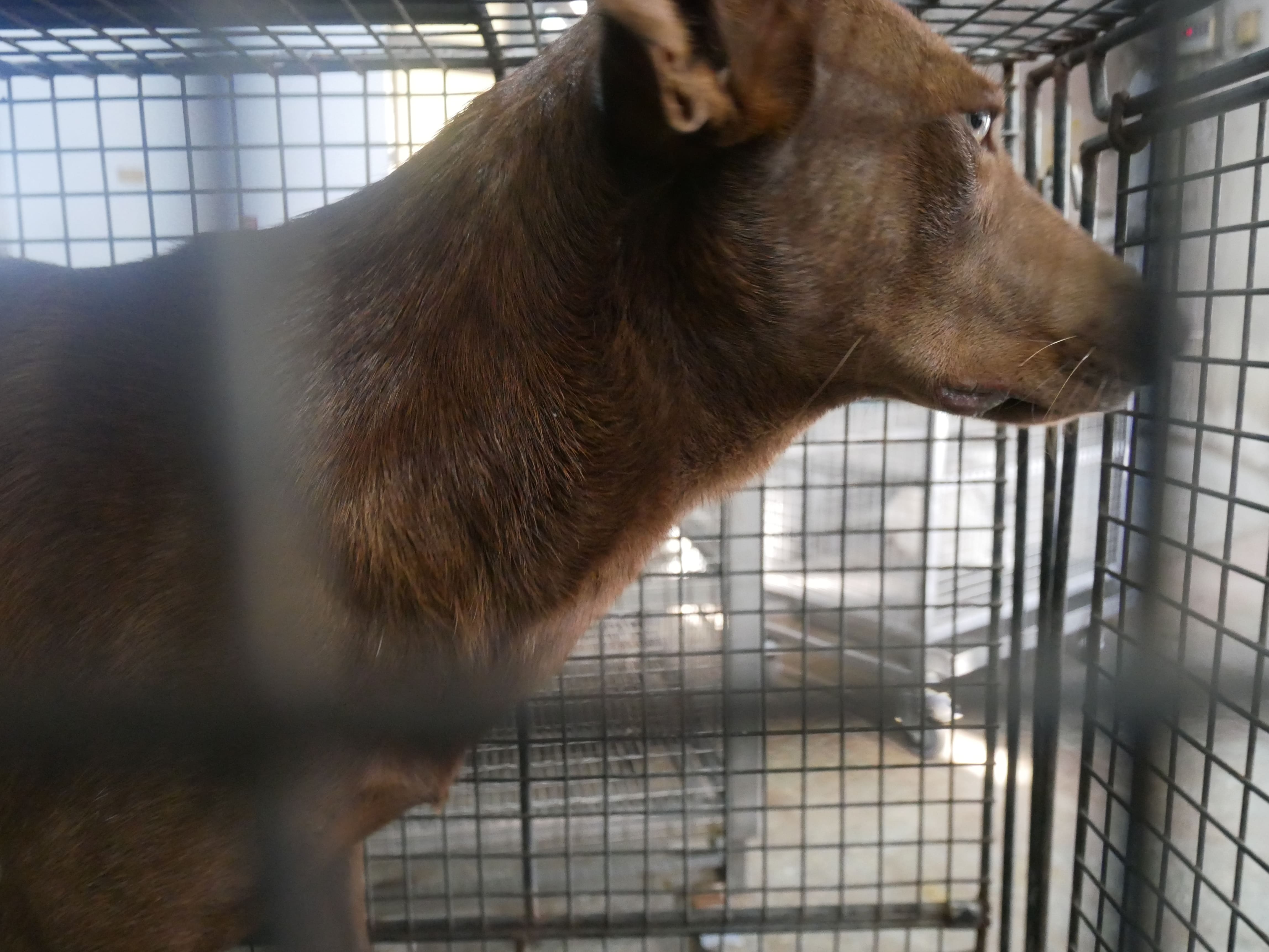 台南市已領養狗 混種犬