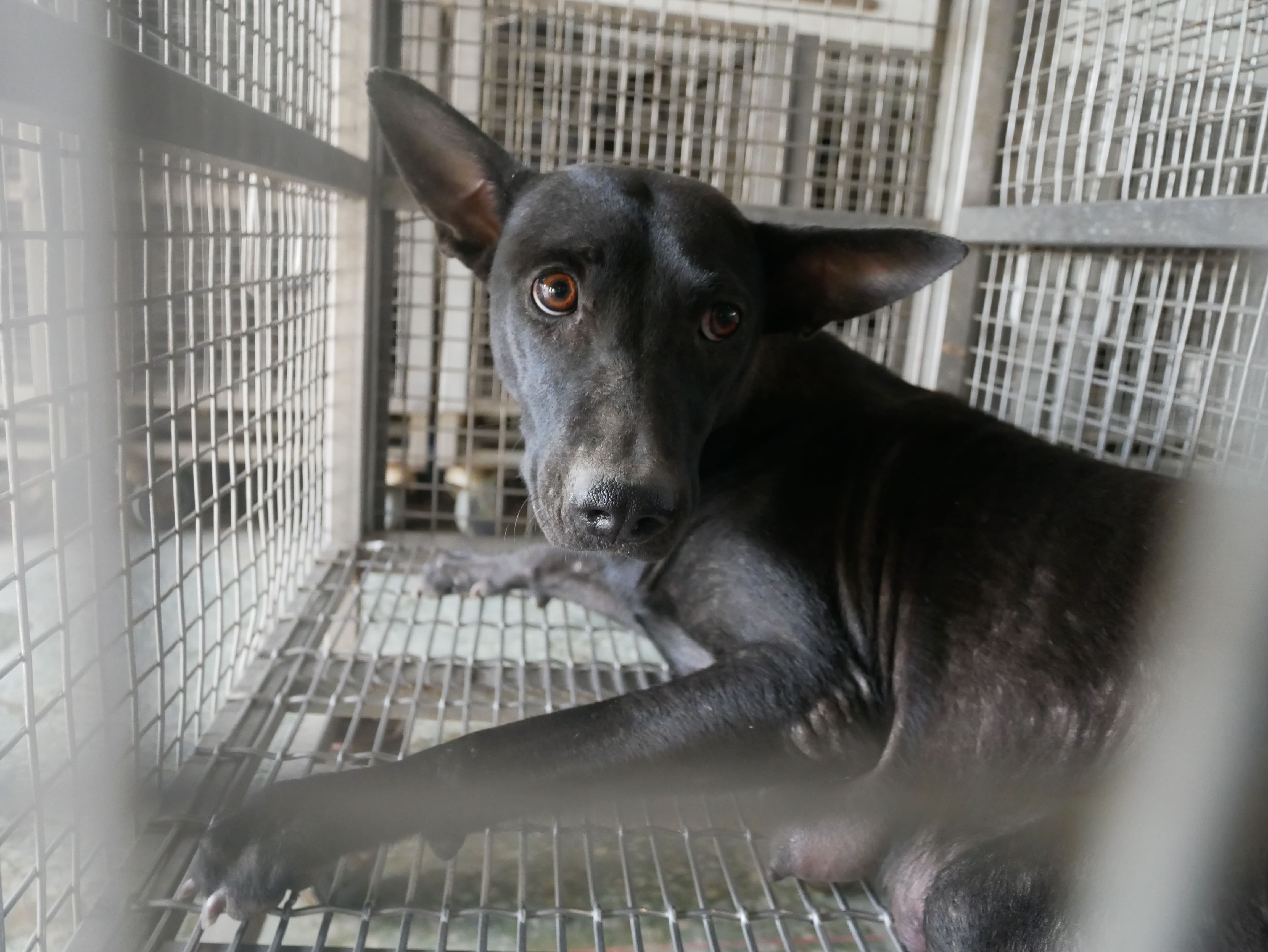 台南市已領養狗 混種犬