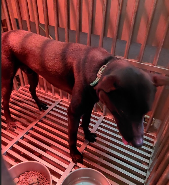 新北市已領養狗 混種犬