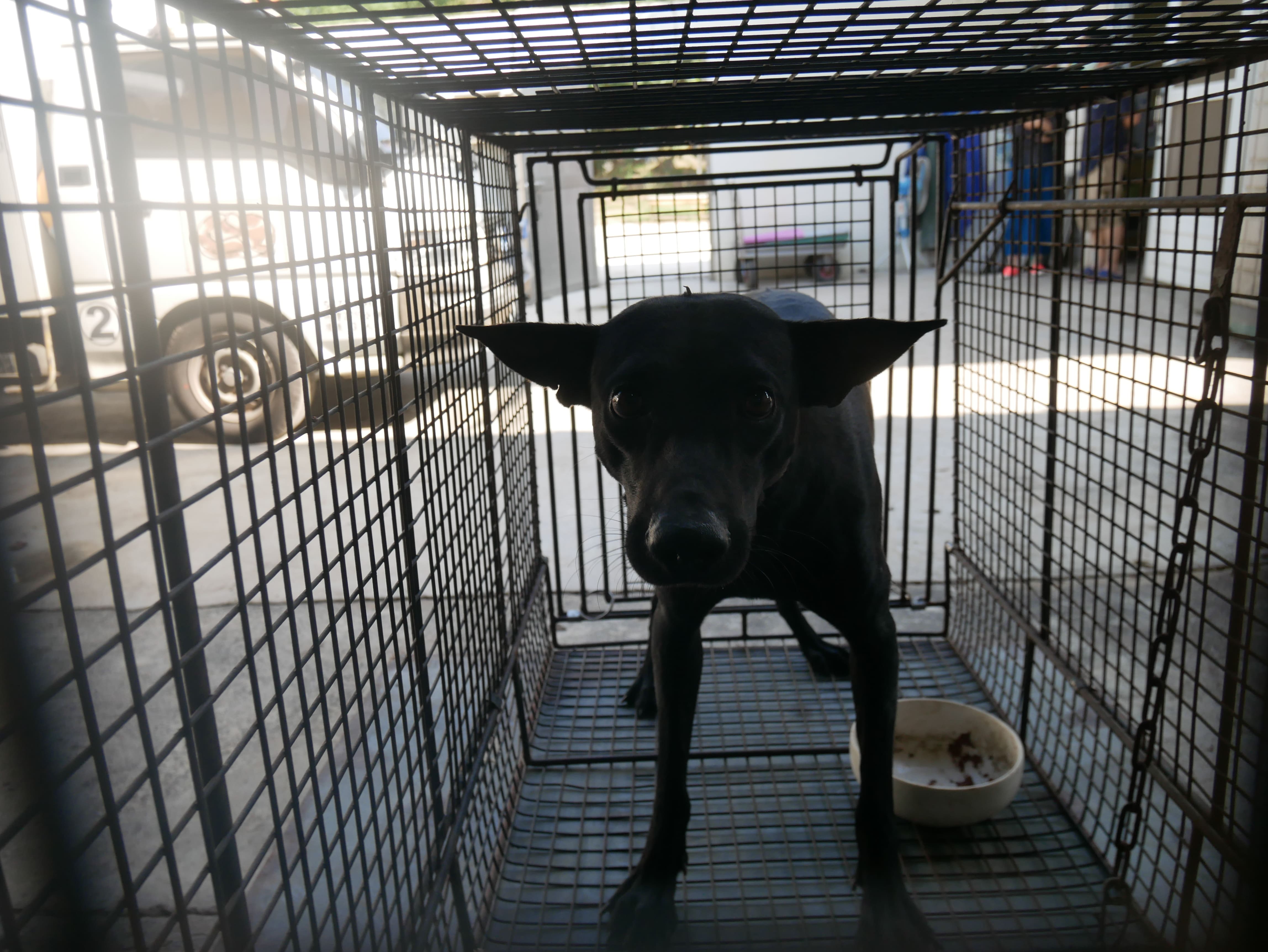 台南市已領養狗 混種犬