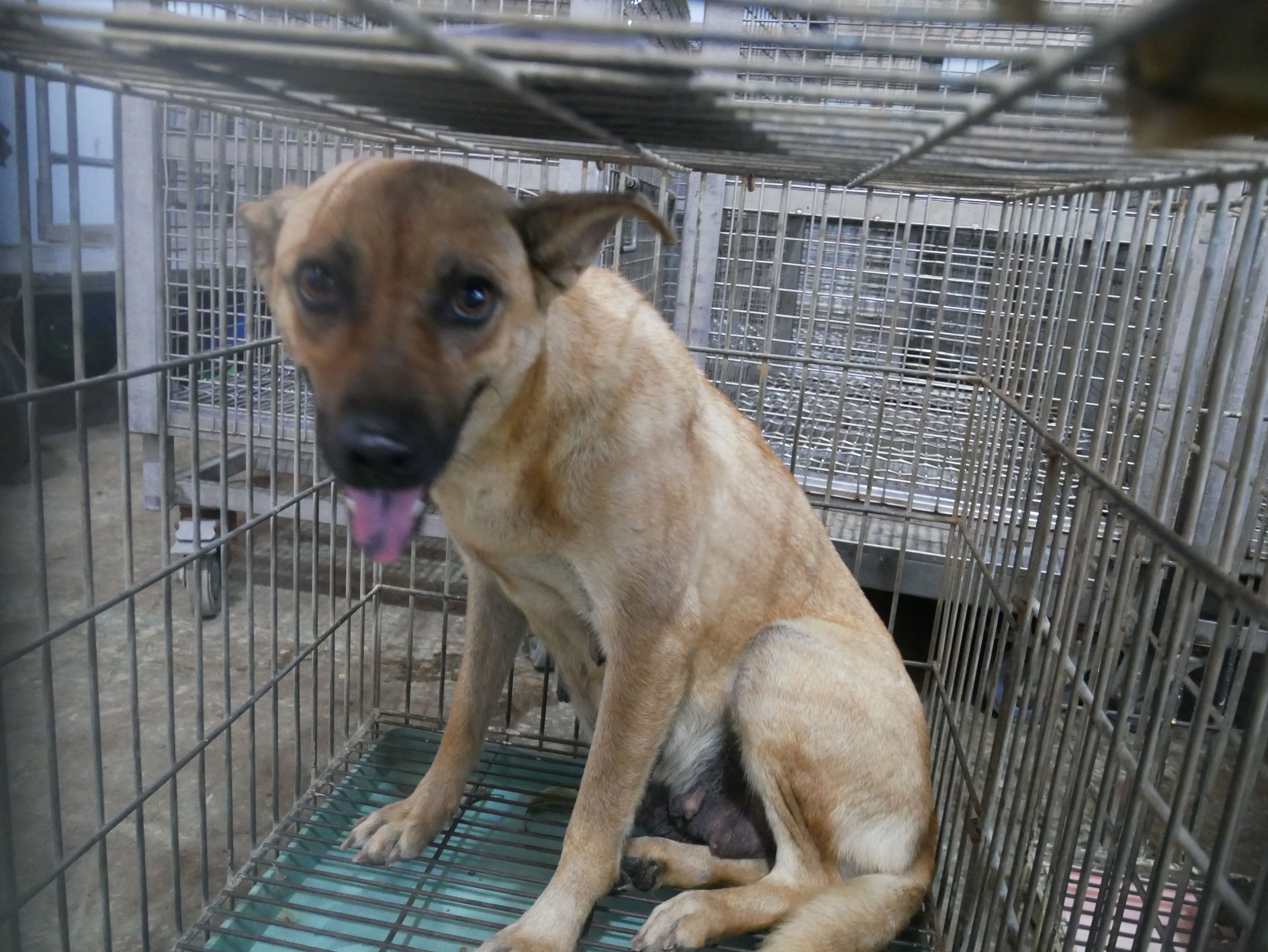 台南市已領養狗 混種犬
