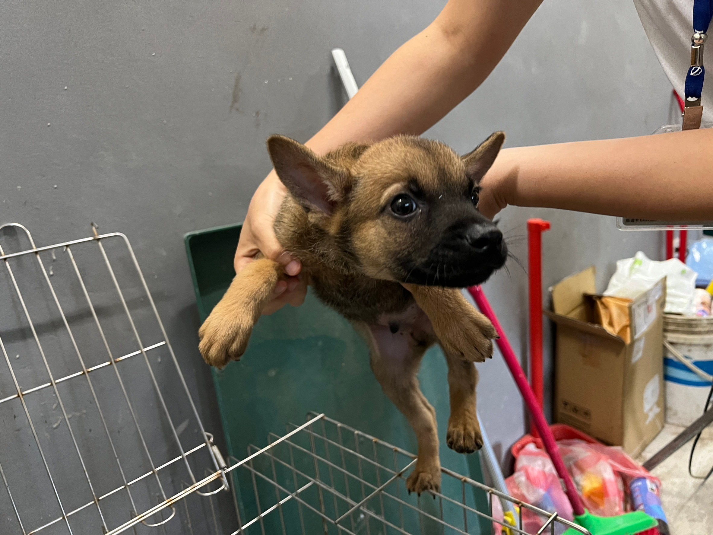 新竹市已領養狗 混種犬