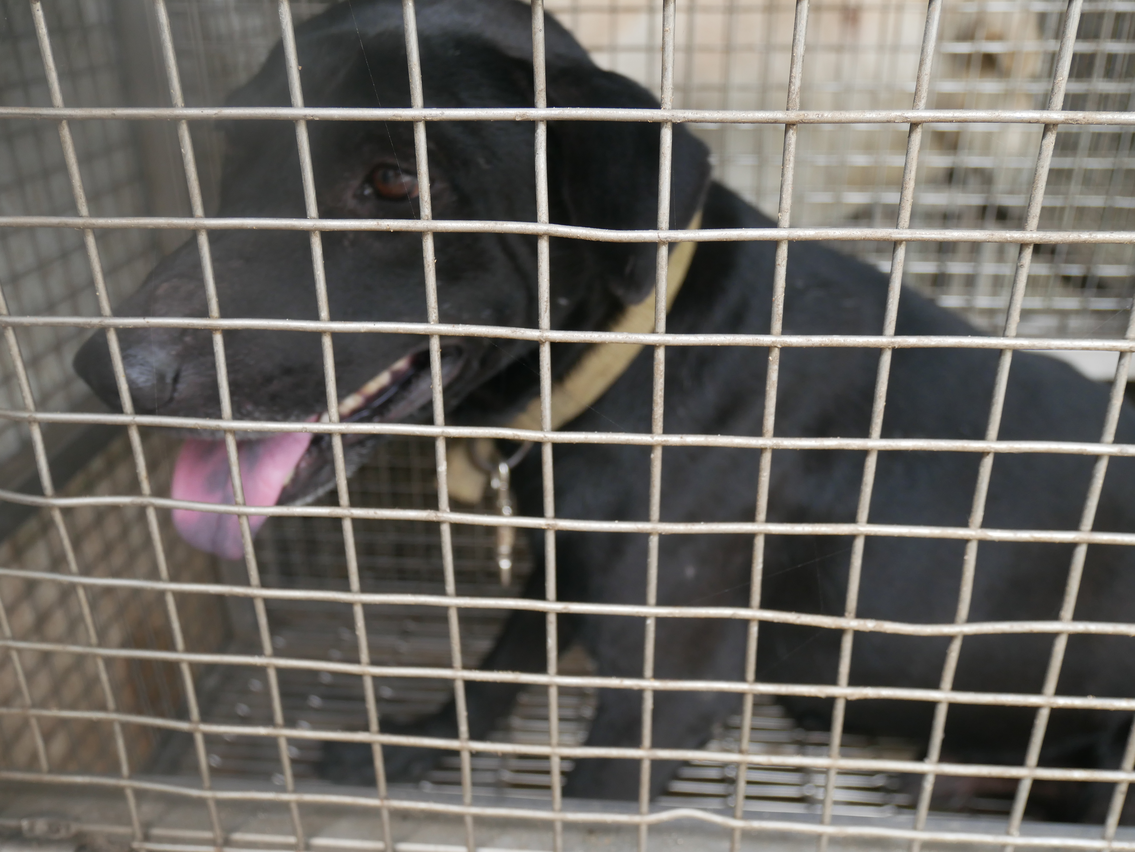 台南市已領養狗 混種犬