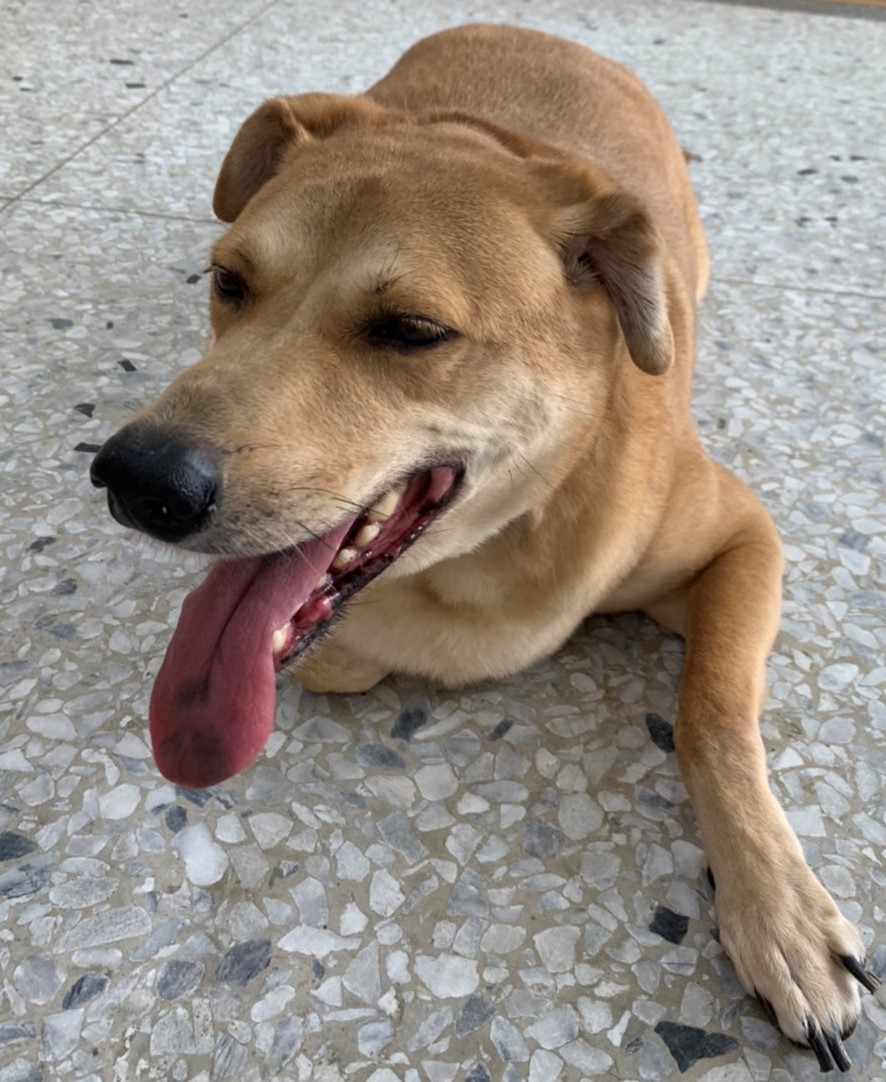 花蓮縣已領養狗 混種犬