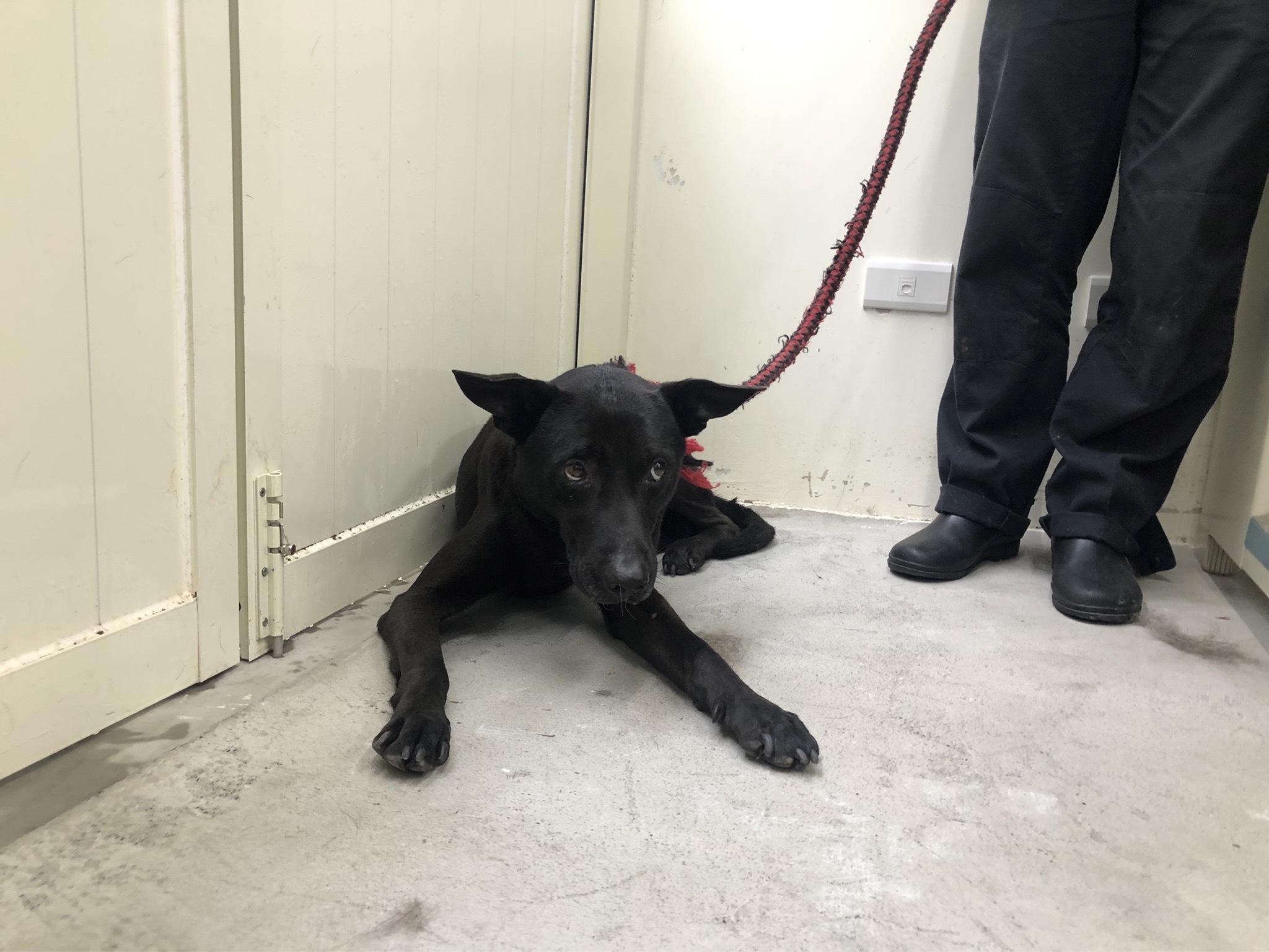 台北市已領養狗 混種犬
