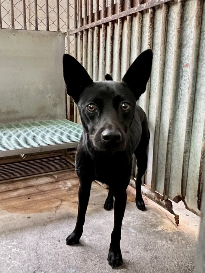 彰化縣已領養狗 混種犬