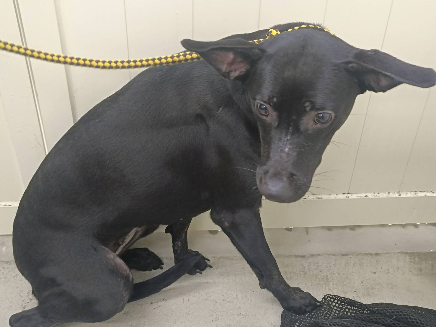 台北市已領養狗 混種犬