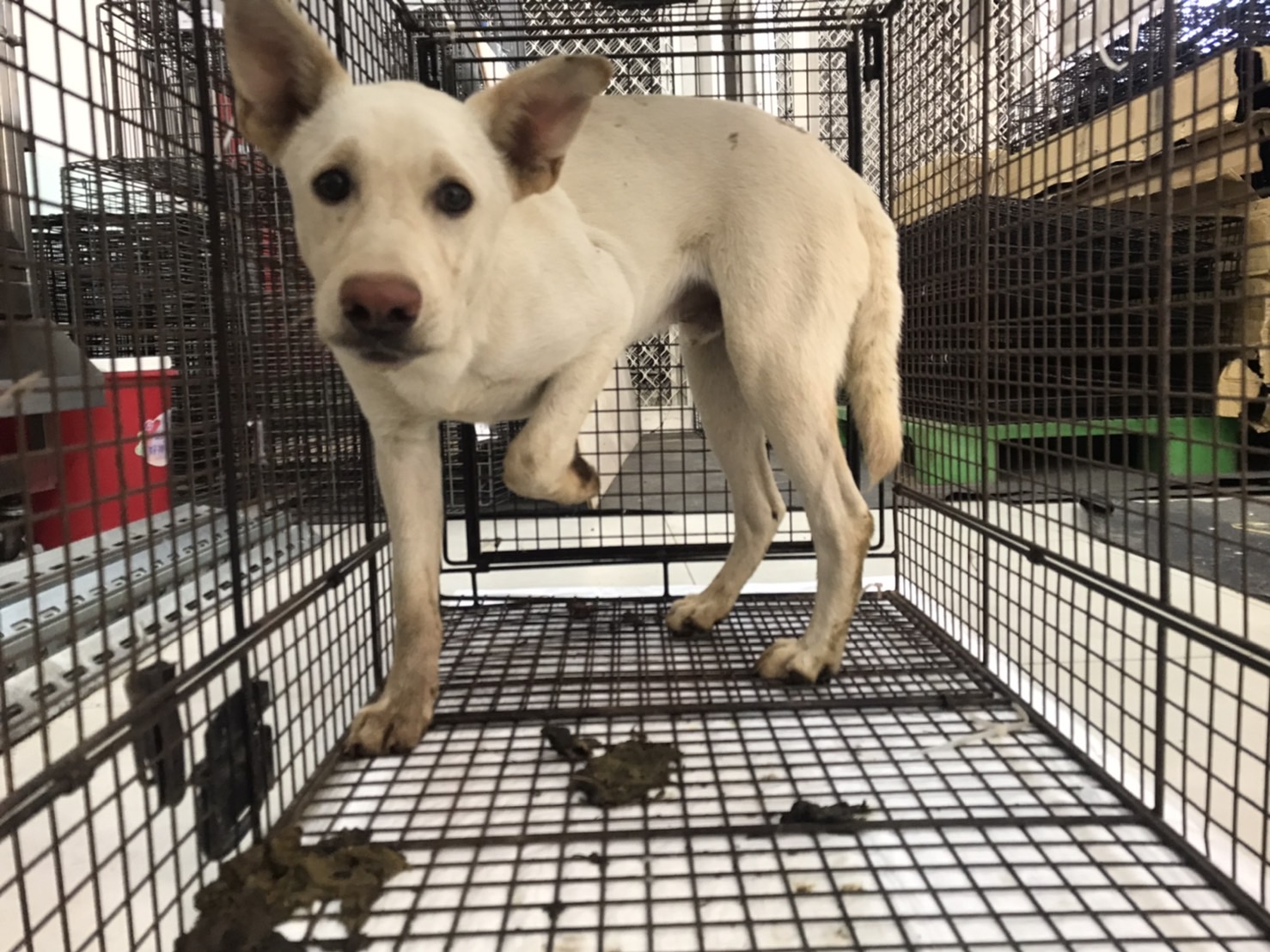 金門縣已領養狗 混種犬