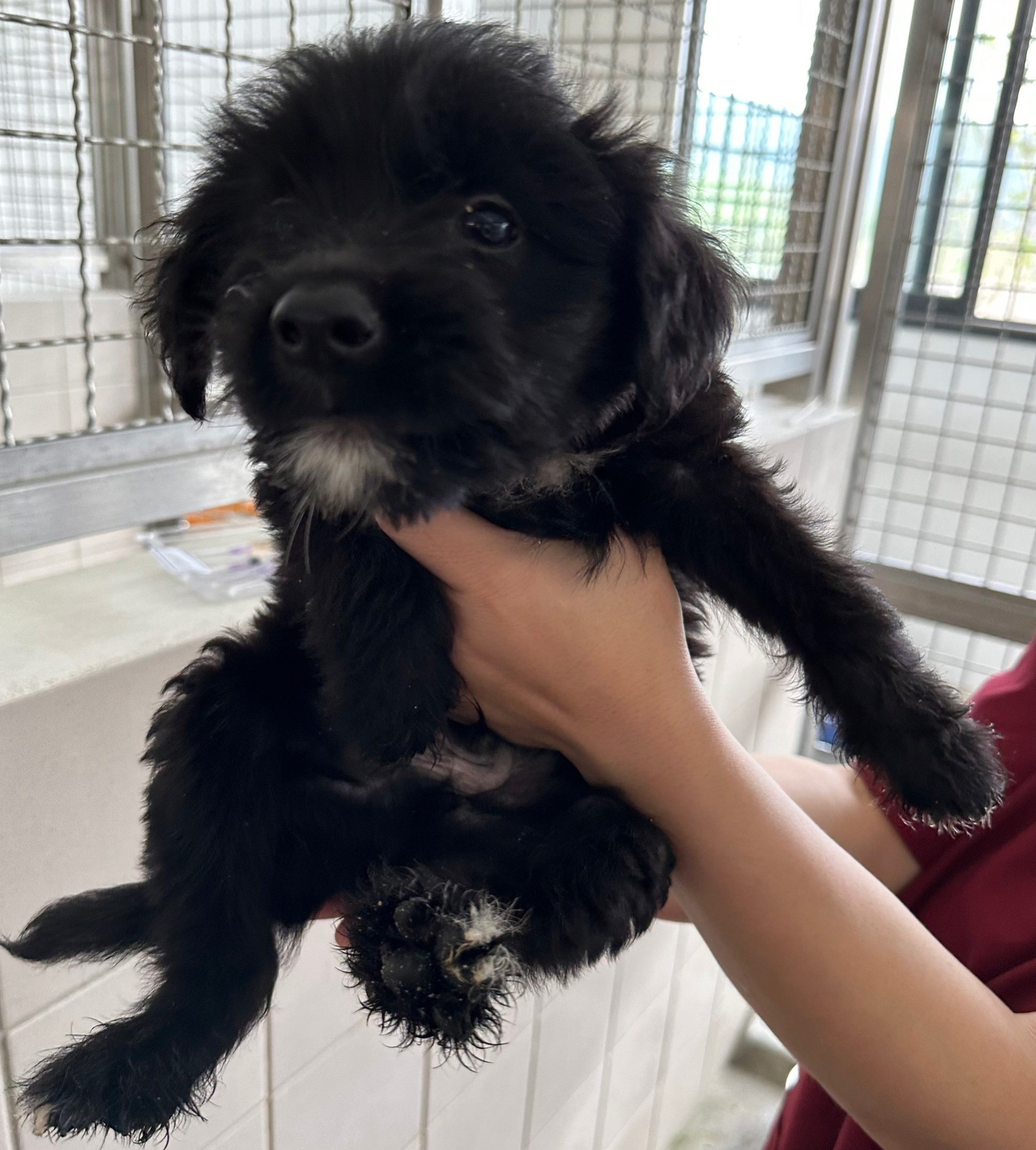 花蓮縣已領養狗 混種犬