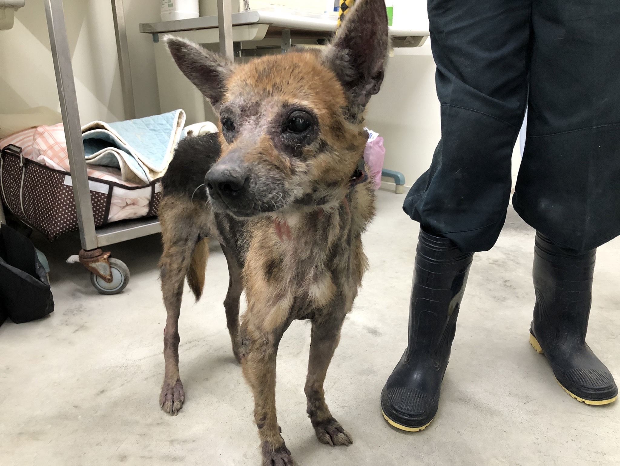 台北市已領養狗 混種犬