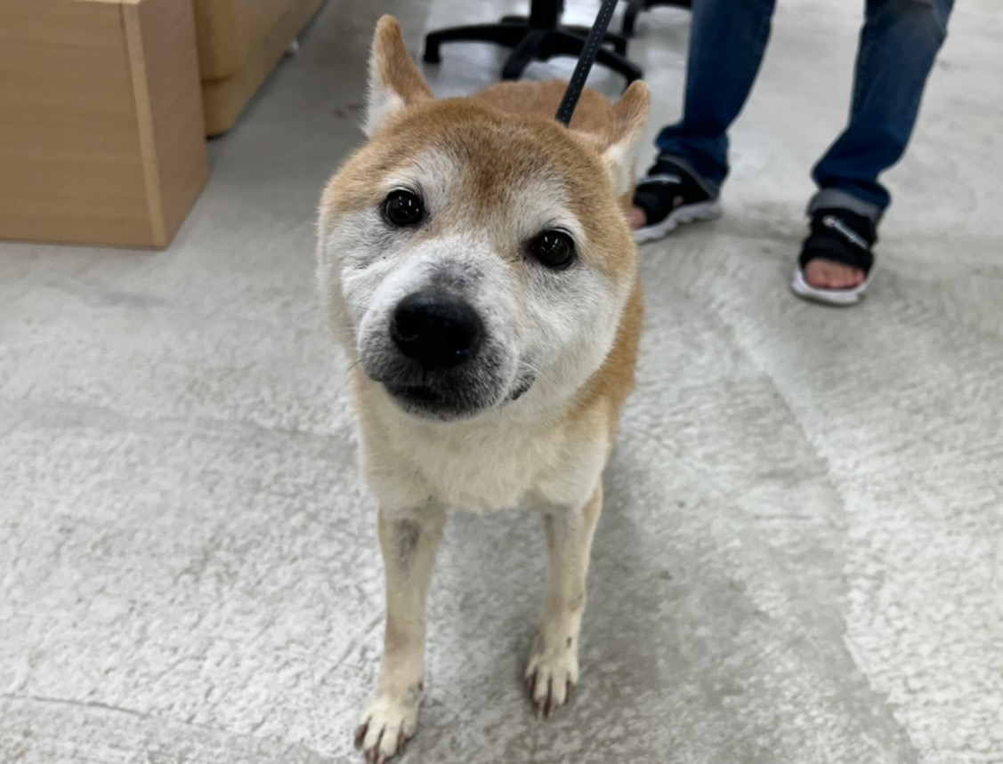 台北市已領養狗 柴犬