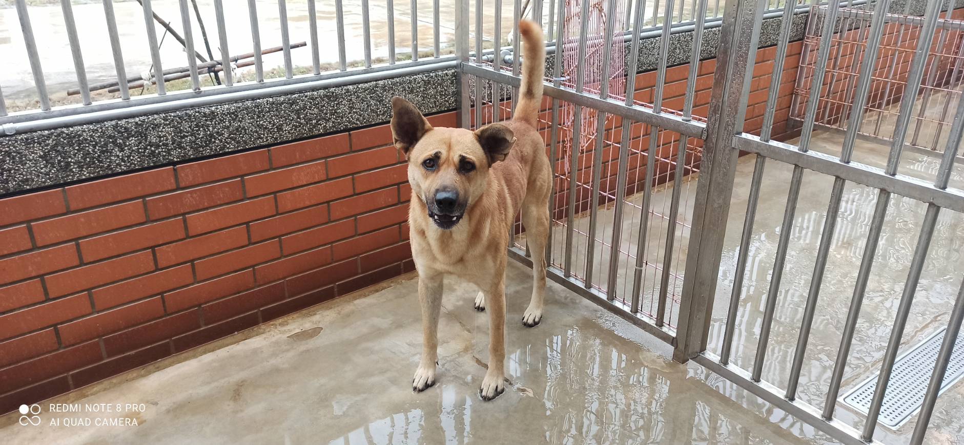 金門縣待認養狗 混種犬