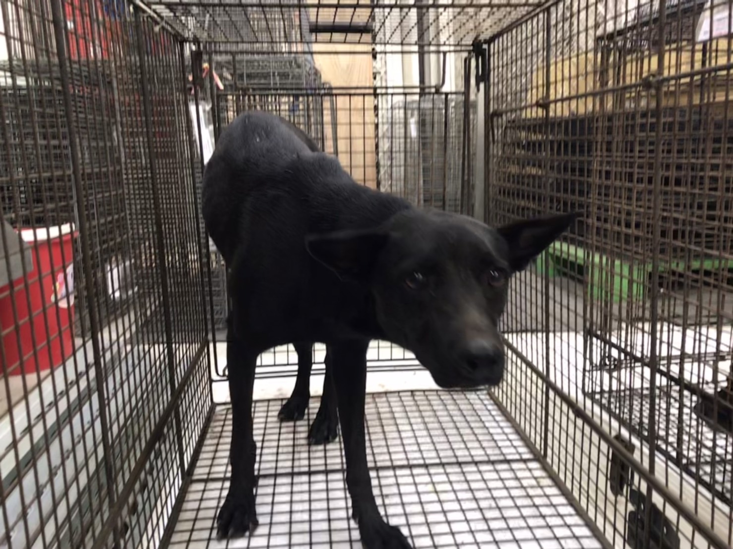 金門縣已領養狗 混種犬