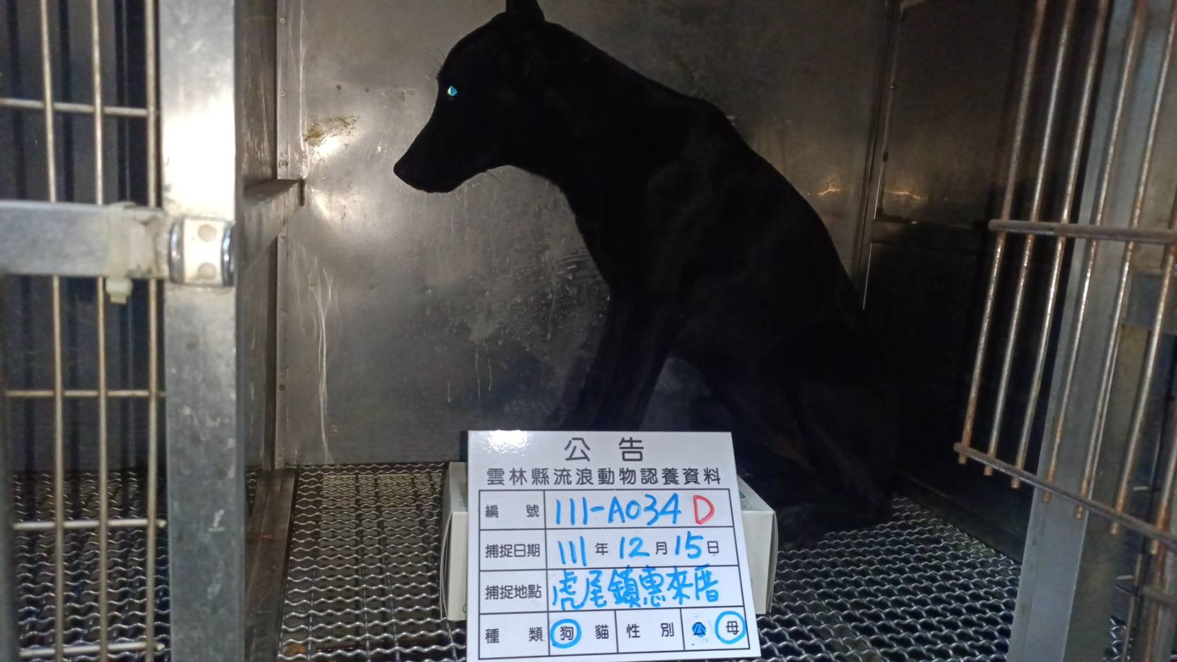 雲林縣已領養狗 混種犬