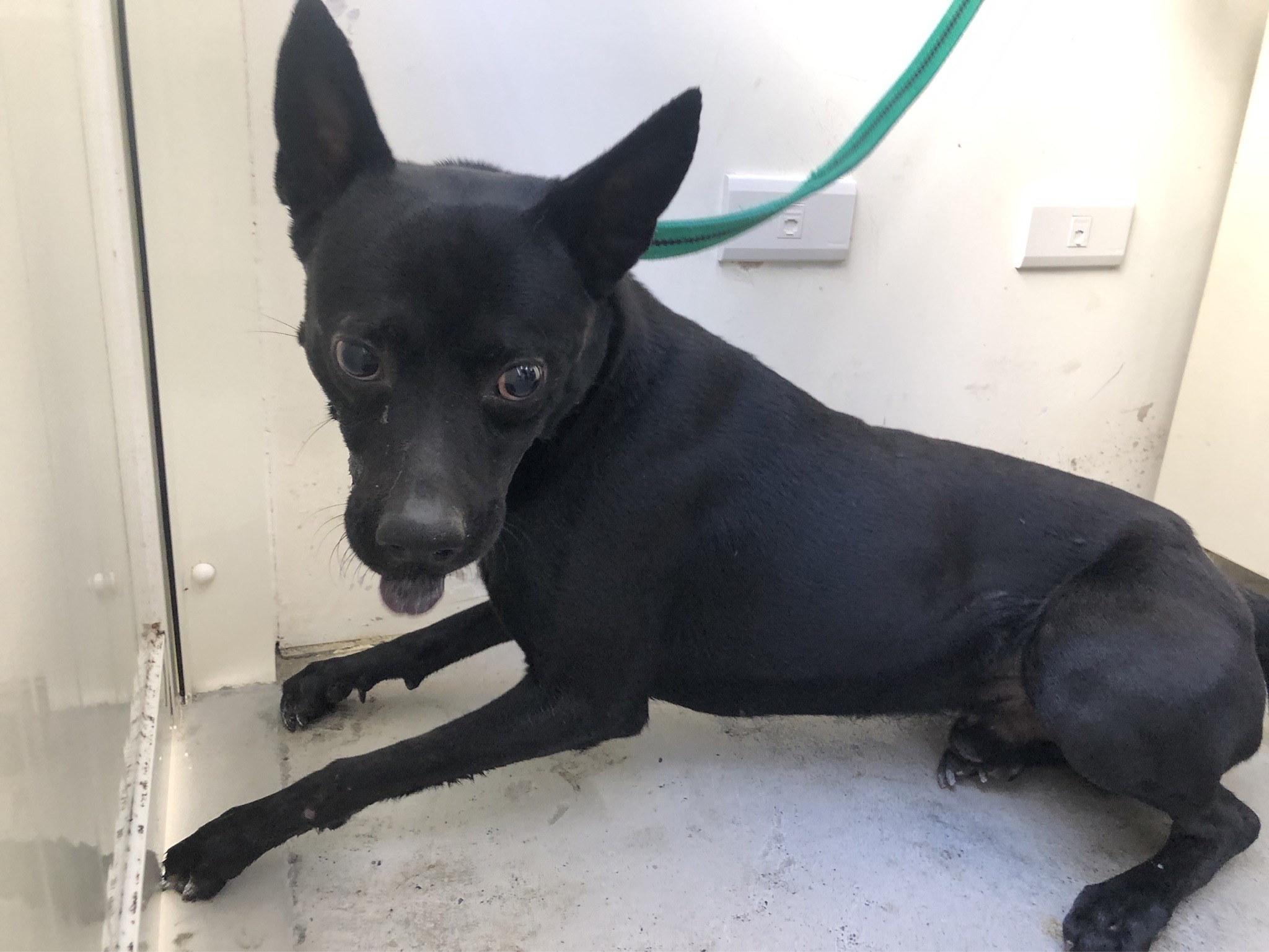 台北市已領養狗 混種犬