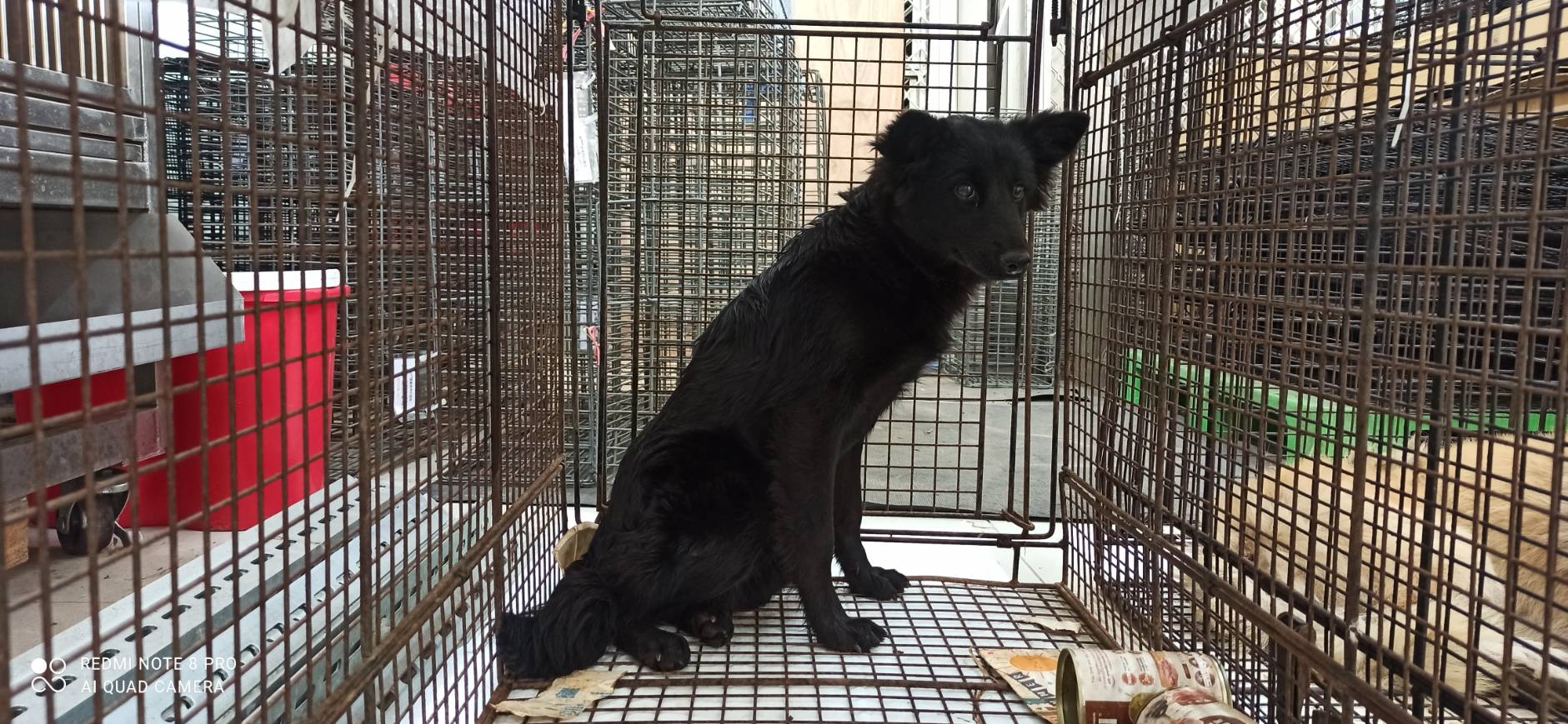 金門縣已領養狗 混種犬