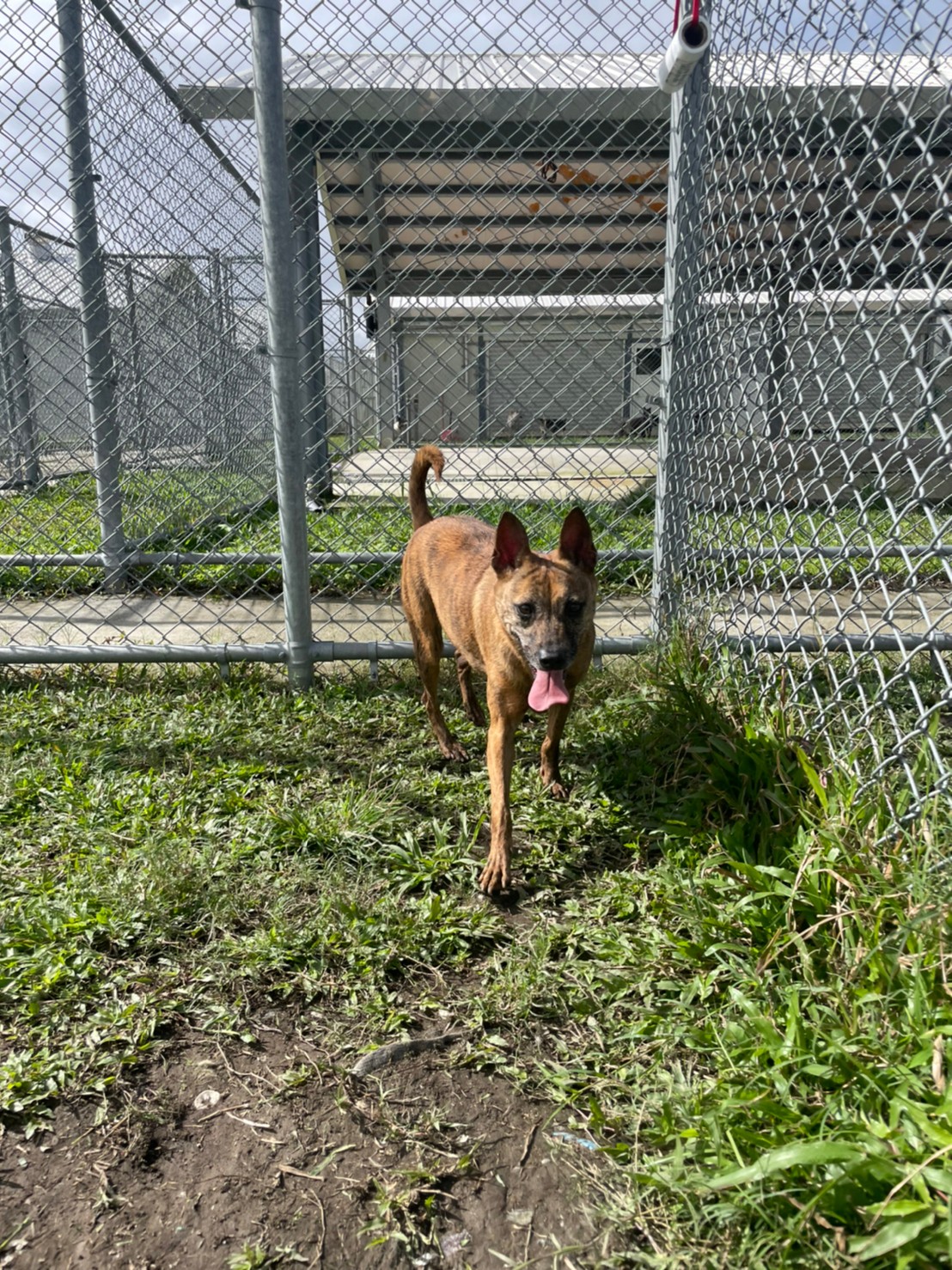 台北市已領養狗 混種犬