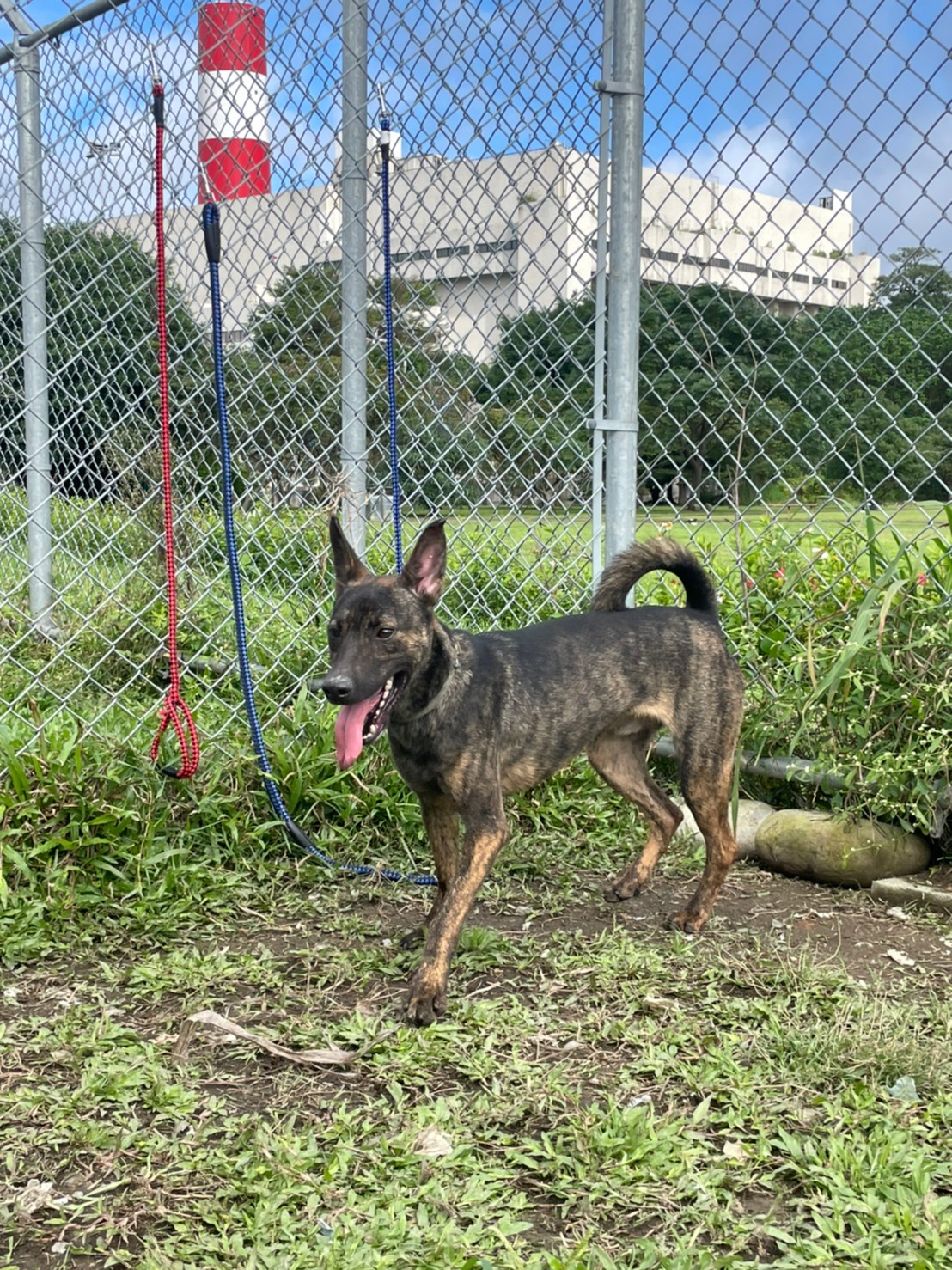 台北市已領養狗 混種犬