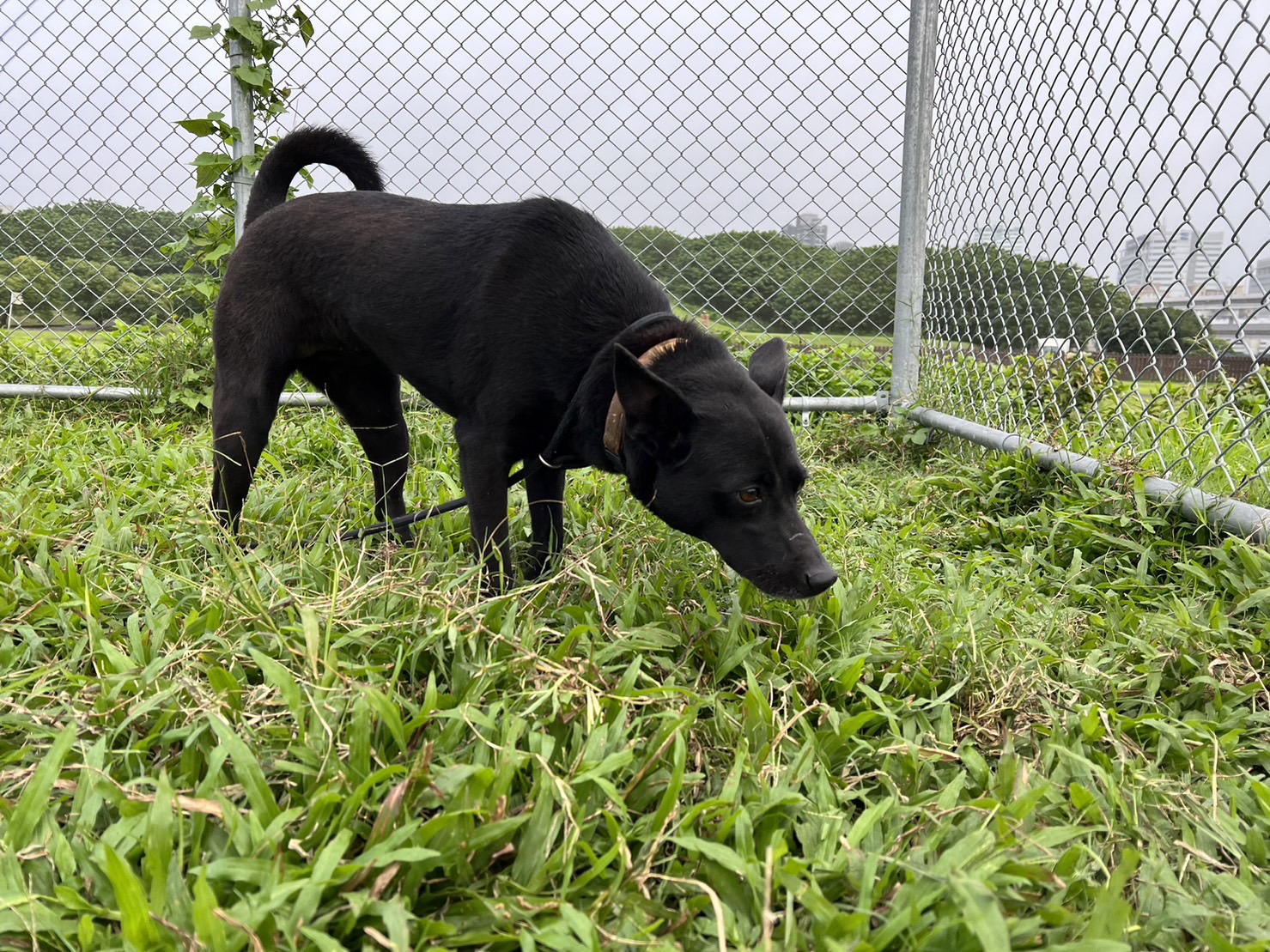 台北市已領養狗 混種犬
