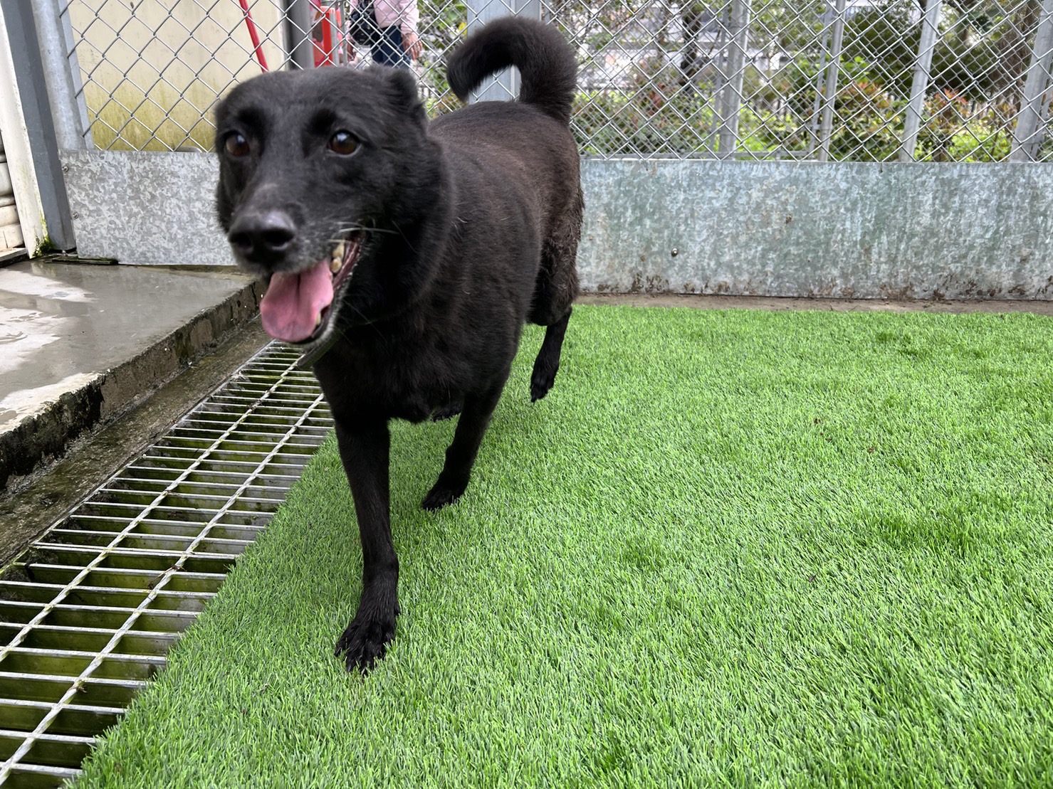 台北市已領養狗 混種犬