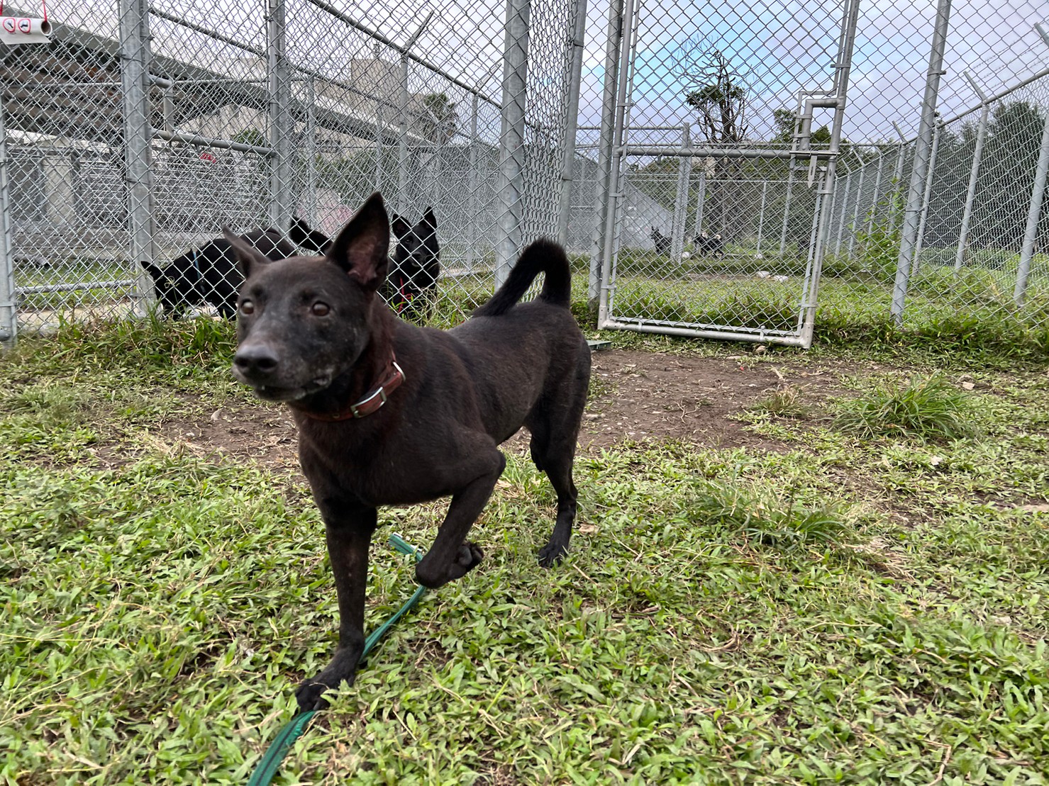 台北市已領養狗 混種犬