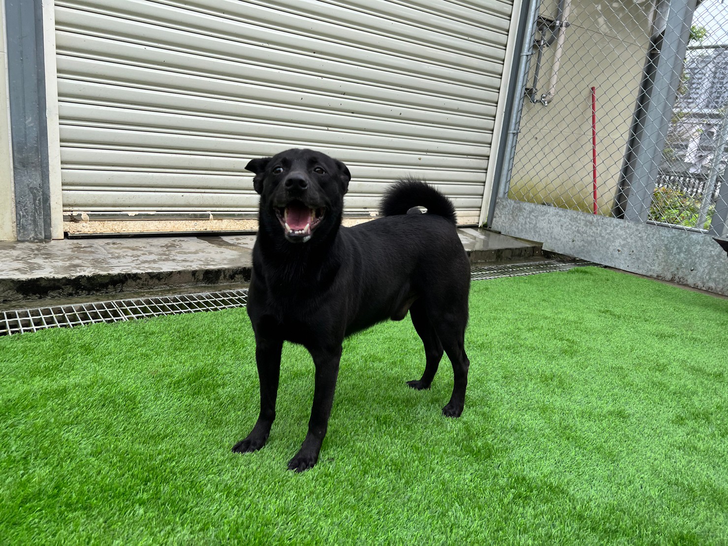 台北市已領養狗 混種犬