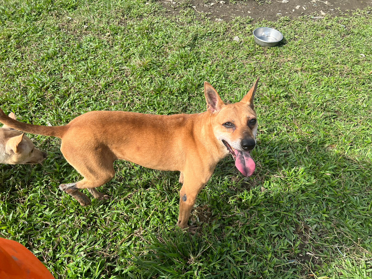 台北市已領養狗 混種犬