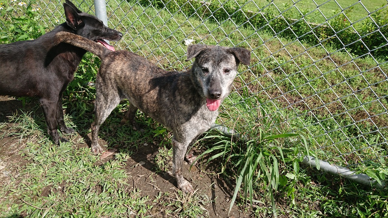 台北市已領養狗 混種犬