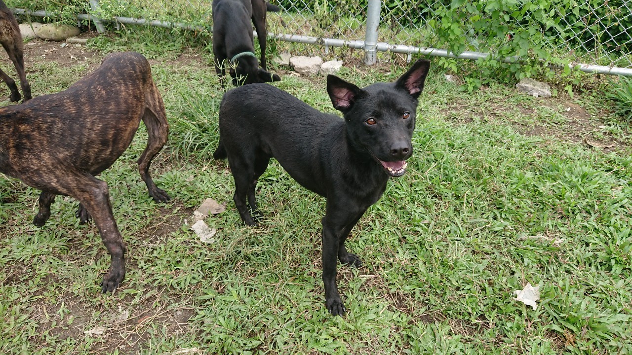 台北市已領養狗 混種犬