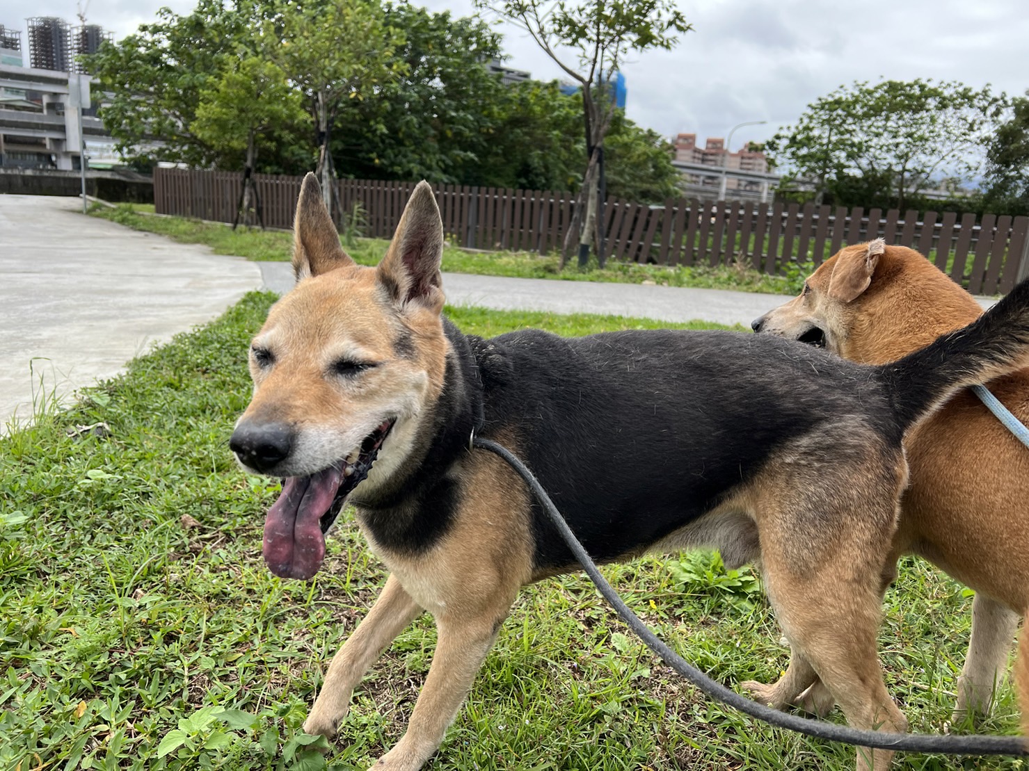 台北市已領養狗 混種犬