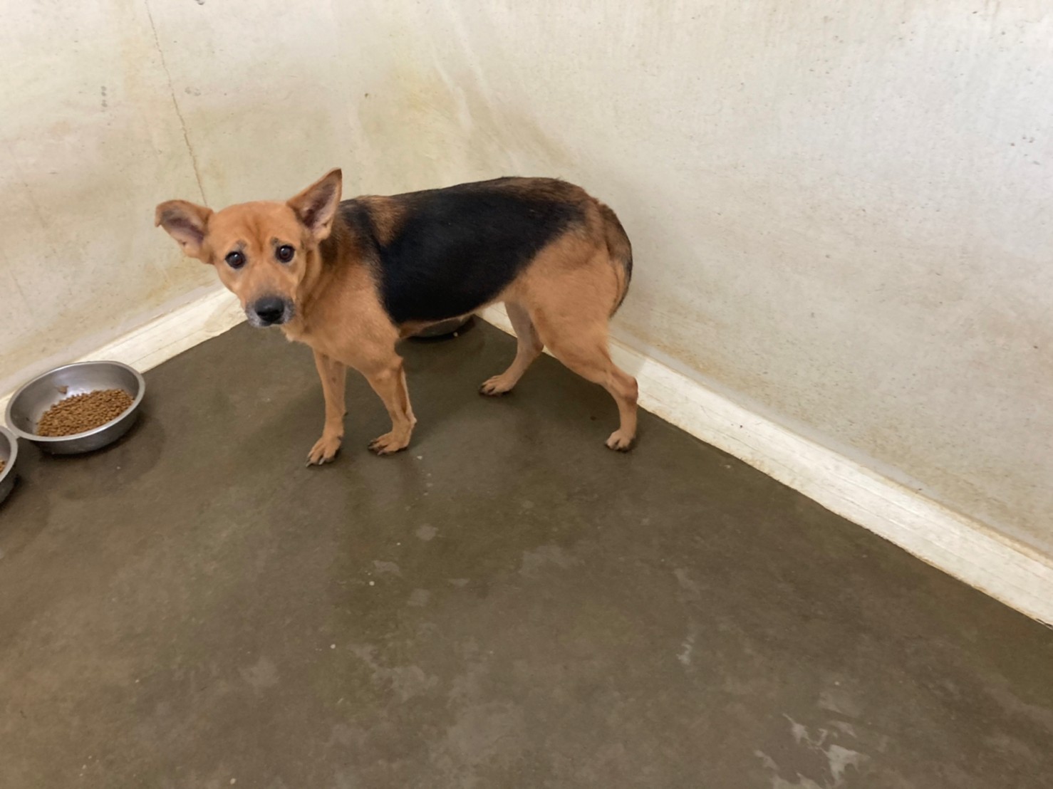 台北市已領養狗 混種犬