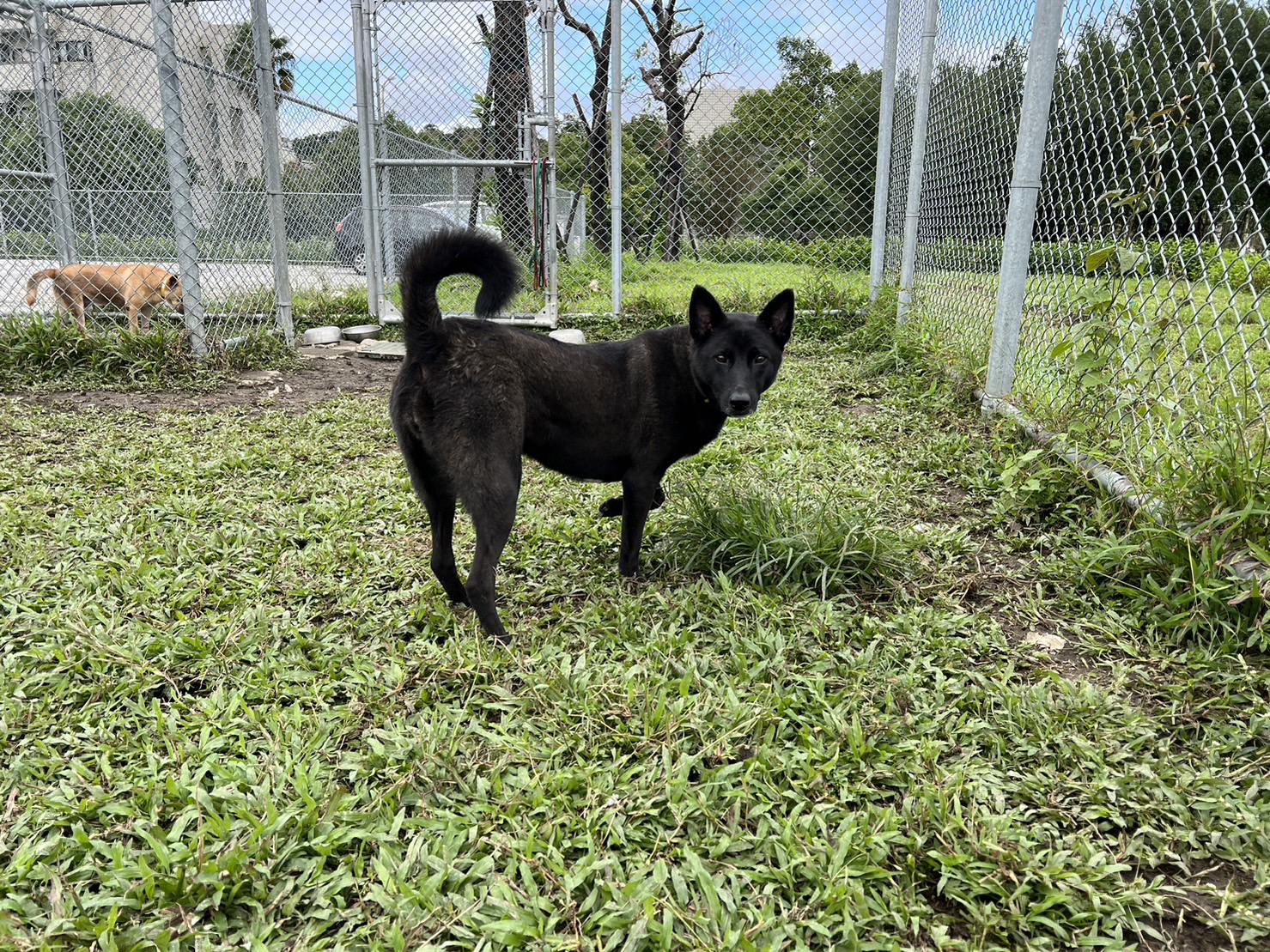 台北市已領養狗 混種犬