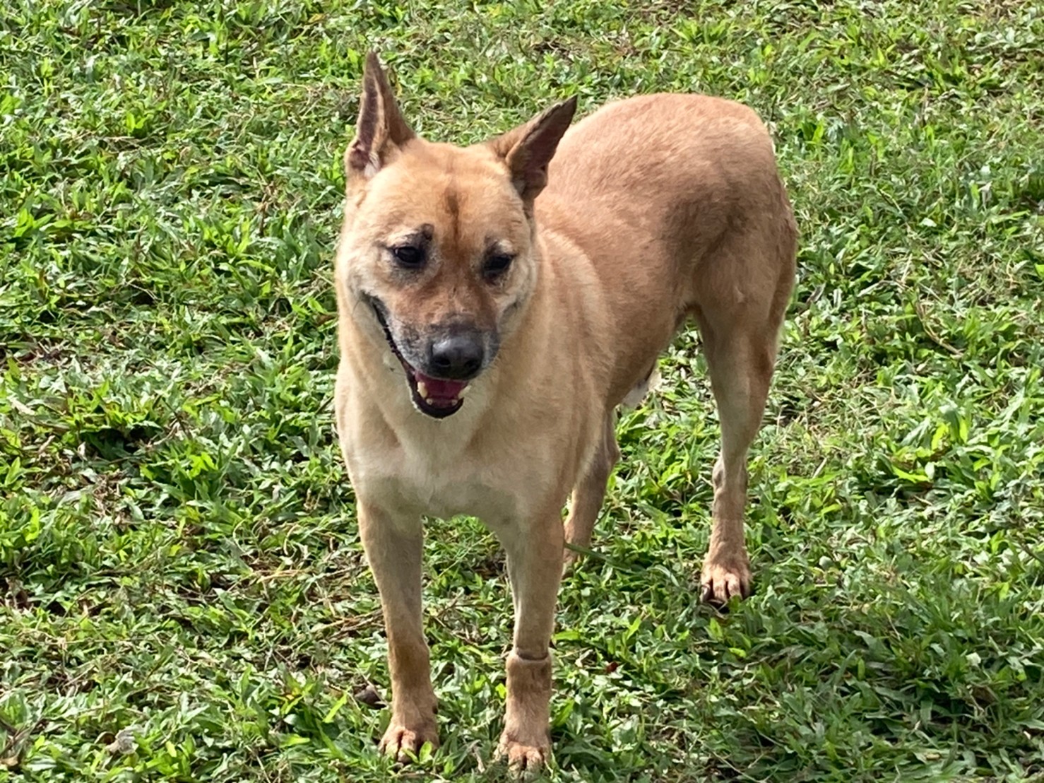 台北市已領養狗 混種犬