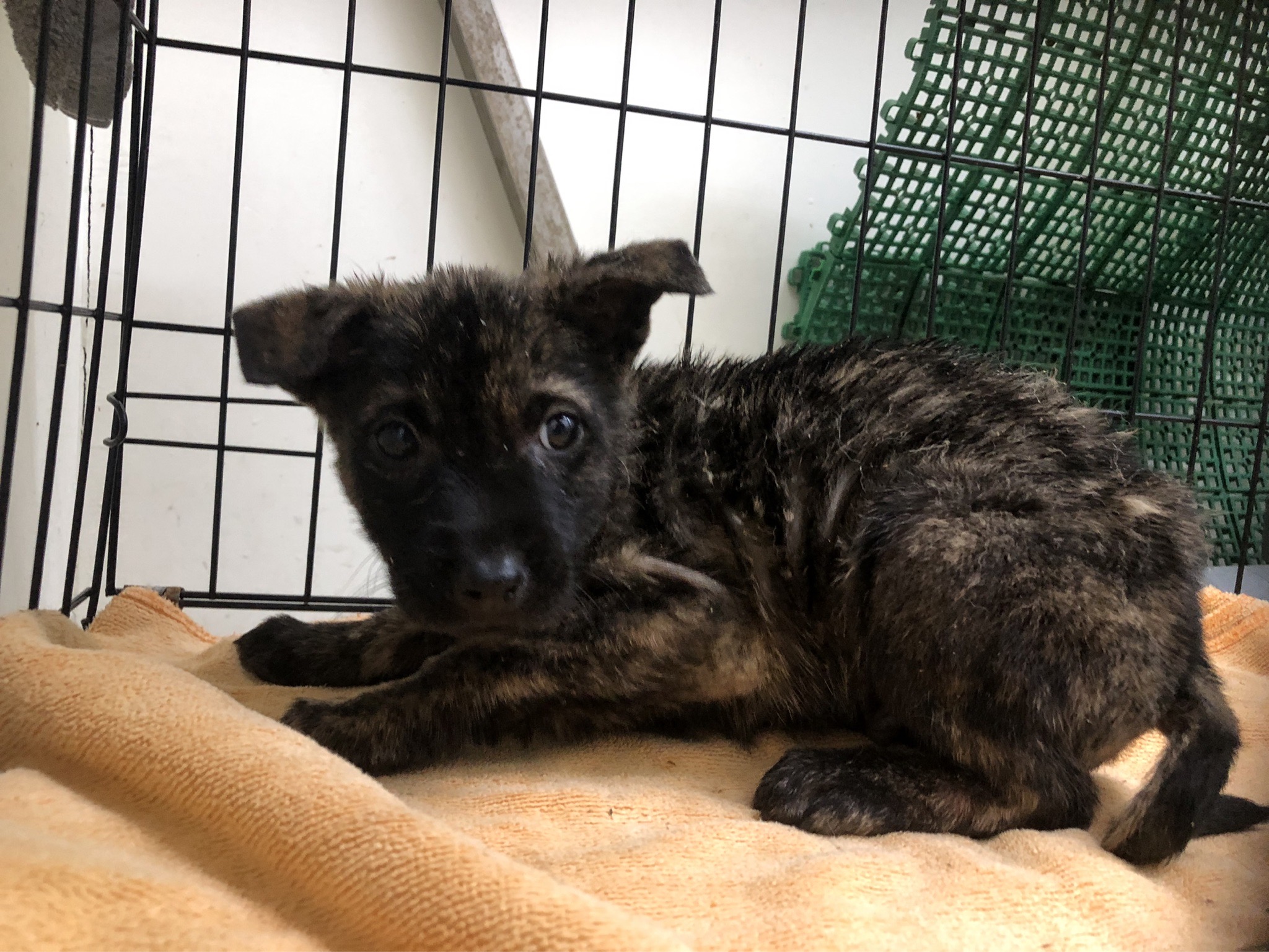 台北市已領養狗 混種犬