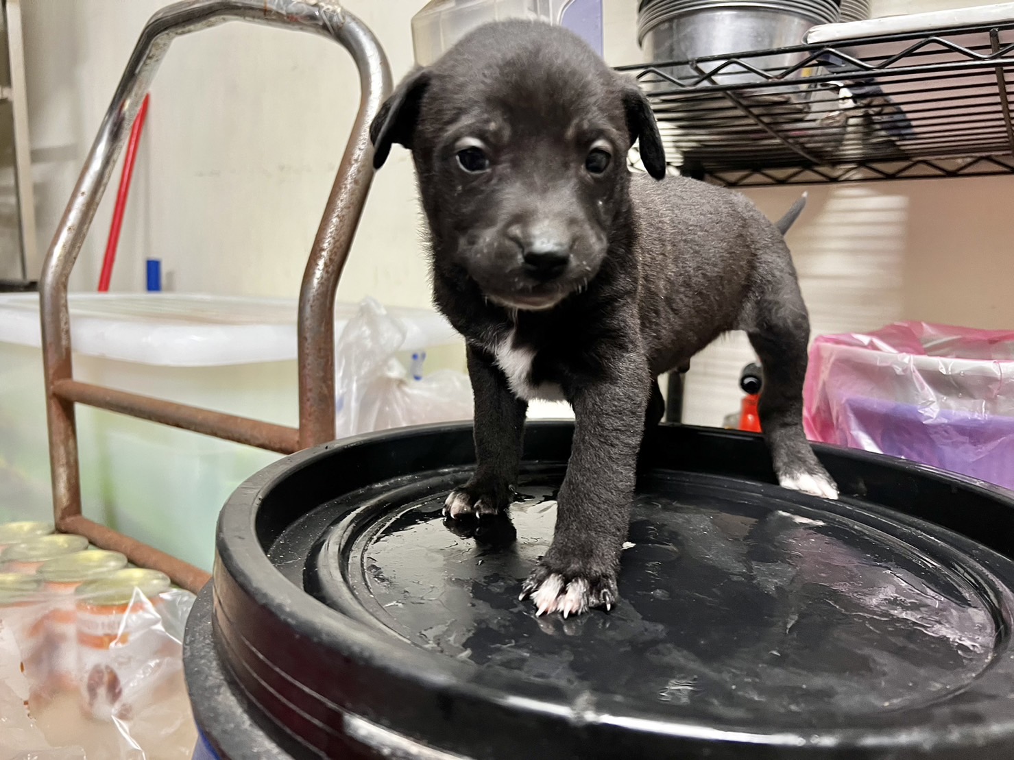 桃園市已領養狗 混種犬