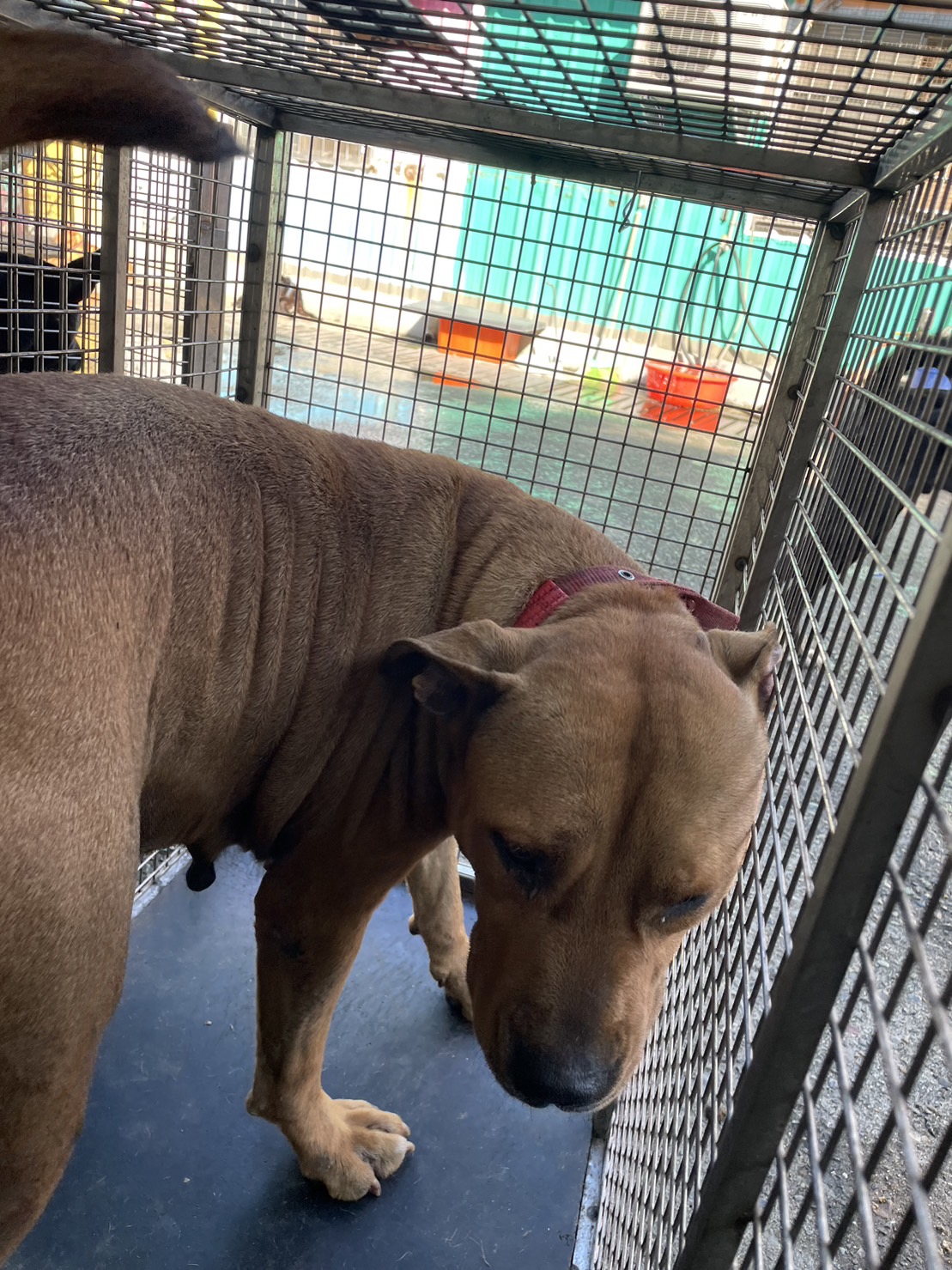 屏東縣已領養狗 比特犬