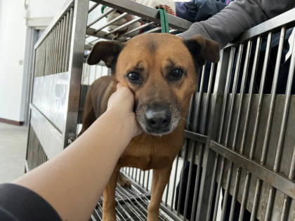 桃園市待認養狗｜混種犬｜黃色｜公