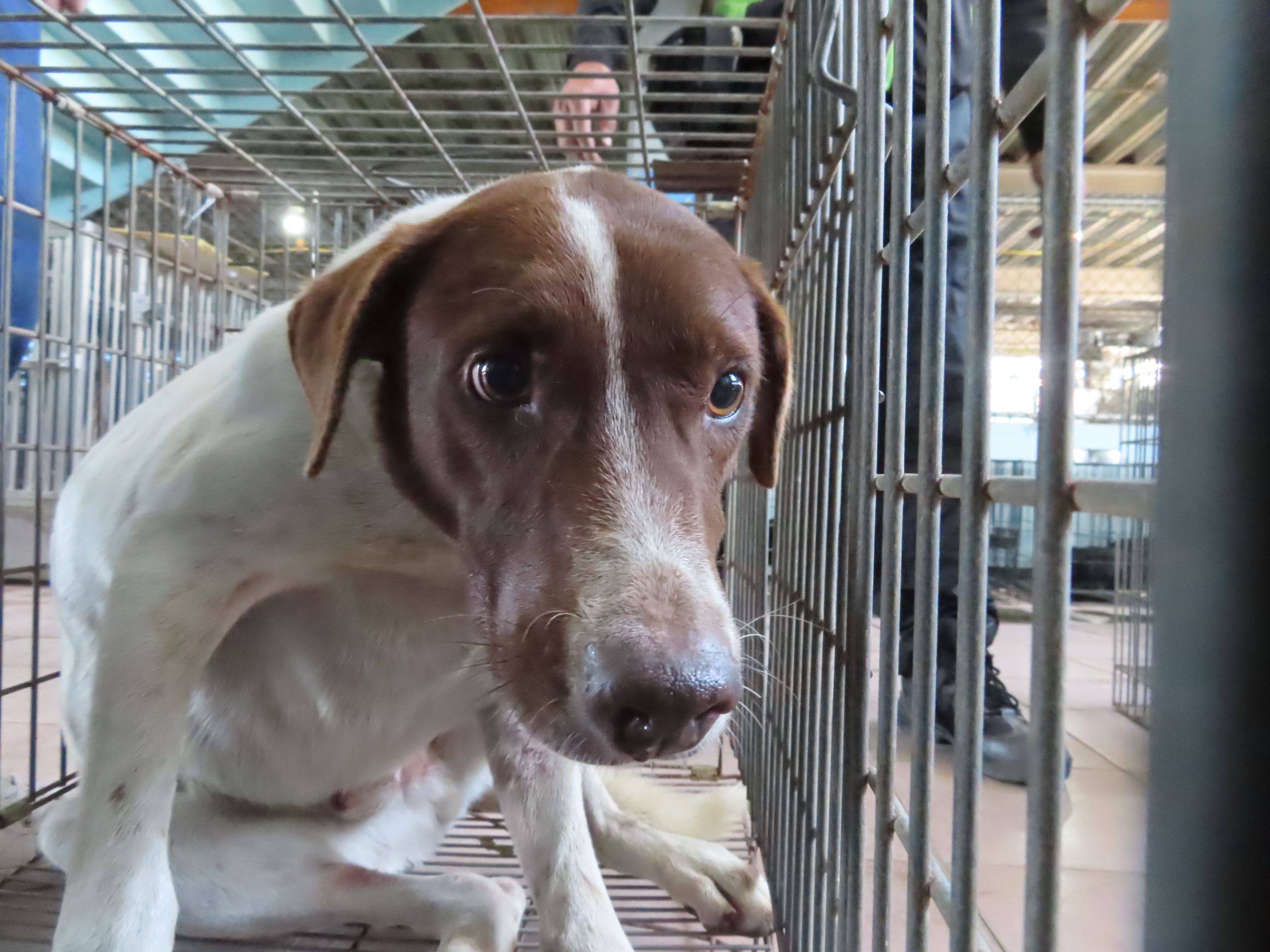 台南市待認養狗 混種犬