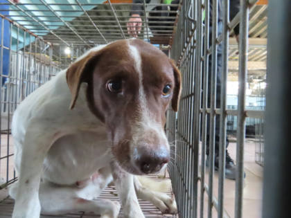 台南市待認養狗｜混種犬｜花白色｜公
