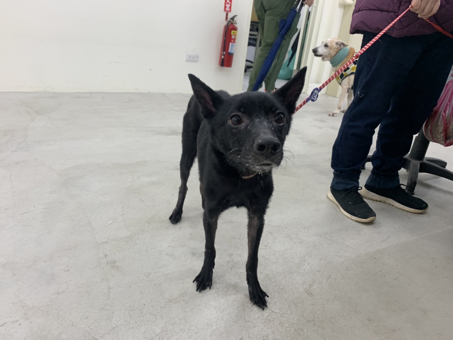 台北市已領養狗 混種犬