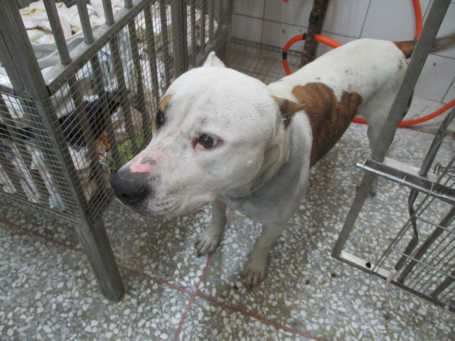 高雄市已領養狗 比特犬