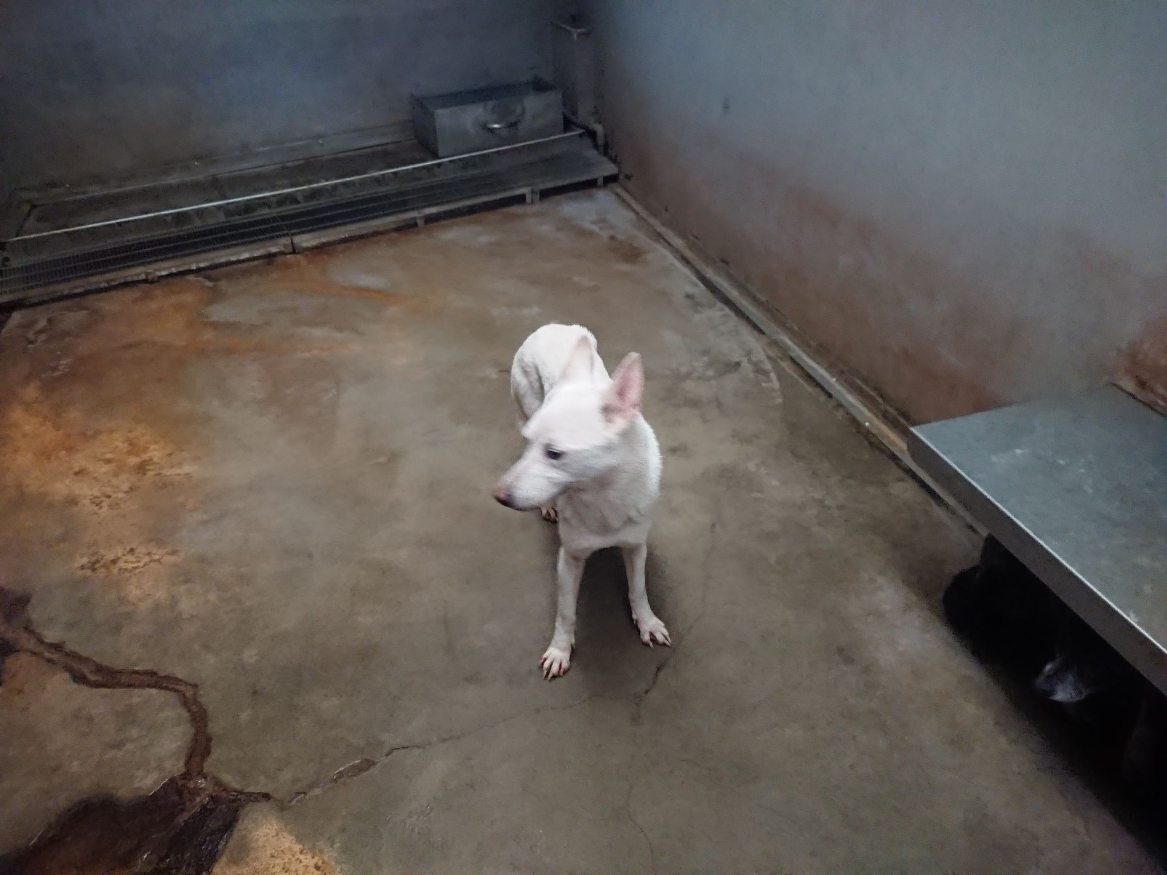 新北市已領養狗 混種犬
