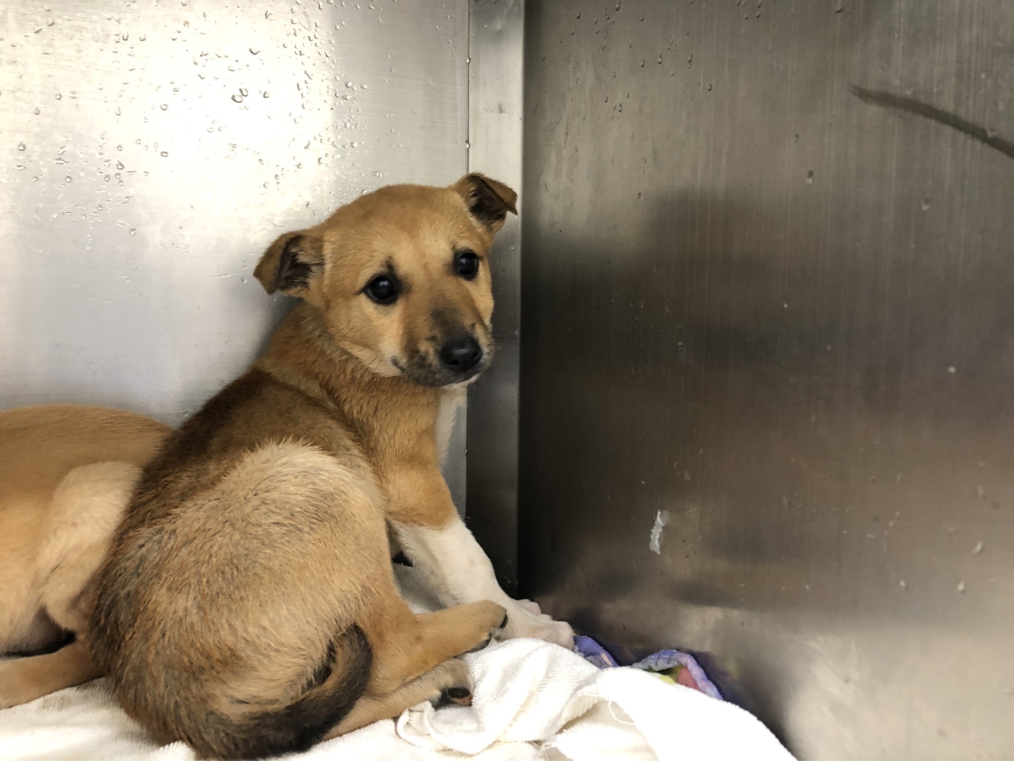 台北市已領養狗 混種犬