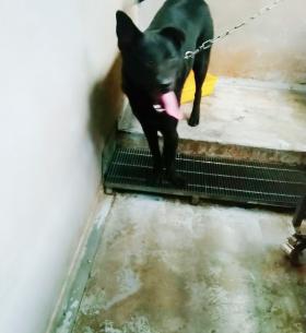 新北市已領養狗 混種犬