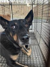 澎湖縣已領養狗 混種犬