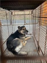 澎湖縣已領養狗 混種犬